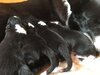 WhatsApp_Image_2018-07-12_at_08