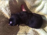 WhatsApp_Image_2018-07-09_at_08